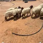 العدد 16 فيه 8 رخال العمر 4 شهور