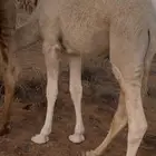 قعود قصب عمره 7 شهور طيب