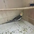 مطلوب انثى كروان