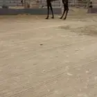 بكره مجهم سلم العذاربب