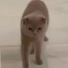 قطة للتبني بالطايف