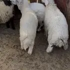 خرفان للبيع