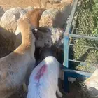 طليان جذعان سواكن