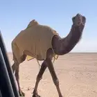 ضروبه صفرا للبيع