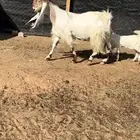 للبيع عنز خصم