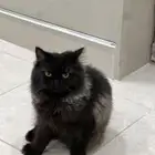 قطوه للتبني