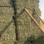 بلوبانك علف للبيع