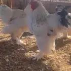 دجاج براهما كولومبي اصل منتج و بط