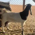 عنز حليب