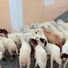 رخال رفيدية محايل عسير