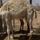 قعدان طيبة فل شحم