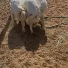 الخرج