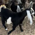 جفار عوارض صنف