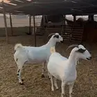 معزا بيشيات صنف