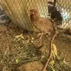 دجاجه مفرخة