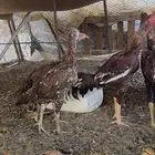 دجاج باكستاني