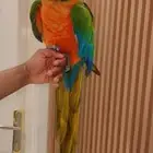ببغاء مكاو هارلي كوين