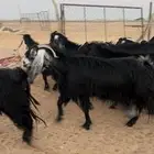 معزا عوارض مضاريع وجفرات جذعات
