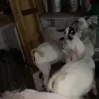 5 تيوس شوط فل الفل شرط من جميع العذريب