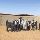 جفرات عوارض صنف