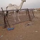 ضرب كفوا