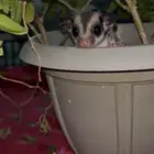 سنجاب طائر ذكر للبيع