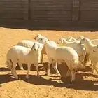 رخال حرش