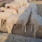 خرفان جذعان