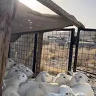 رخال 12