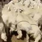 بهم للبيع شحم عدد60ورخال7 عمر5شهور ونص يضحي موقع شمال عفيف