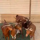 4 معزا دهم جنوبيات مع الفحل صغار اعمار