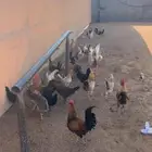 دجاج للبيع