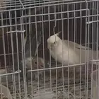 انثى كروان مع فرخها علي السوم