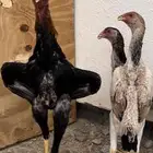 طقم شامو ياباني