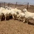 للبيع خرفان العدد 25 اعمارهن 6 شهور الى7