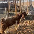 تيس فحل