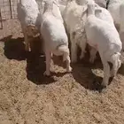 بهم حري طيب