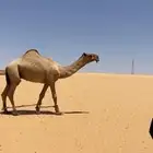 بعير اشعل
