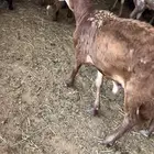 سوق غرب الرياض بن جربوع