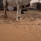 للبيع فحل منتج