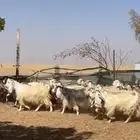 معزا عوارض صفر جروم فاخره