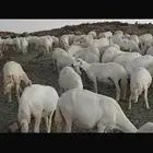 ضان صنف الصنف تم البيع