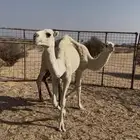 بكرتين وناقه للبيع