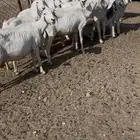 ضان ولد 8(مبيوعه)