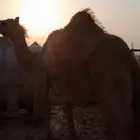 لقيه لقاح معلومات عند الاتصال حد 10 الف
