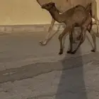 للبيع خلفه شعلا و خلفه وضحى