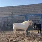 تيس فحل بيشي صنف