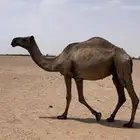 ضروبه بايع ولدها
