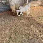 معزا متاويم