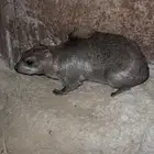 وباره للبيع الكبار اناثي والصغار ذكاريه مشروط من كل الأمراض